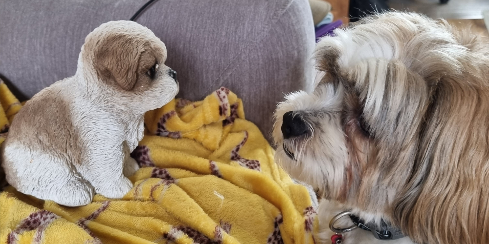 On the right is a brown and white dog (Pan) and he's looking at a small statue which looks just like him
