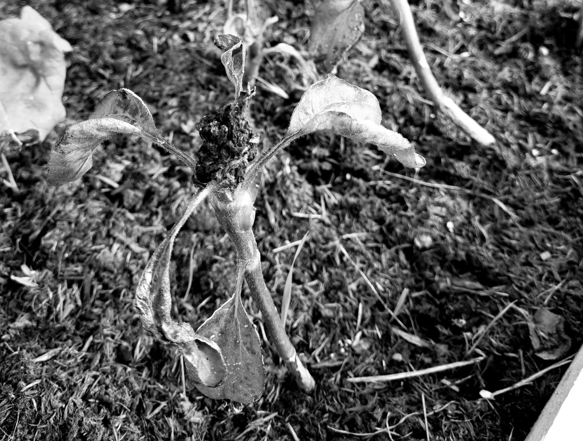 A black and white art-style photo of a square garden bed containing sunflower plants. The plants are deformed and have not grown well, crooked and with no flowers.